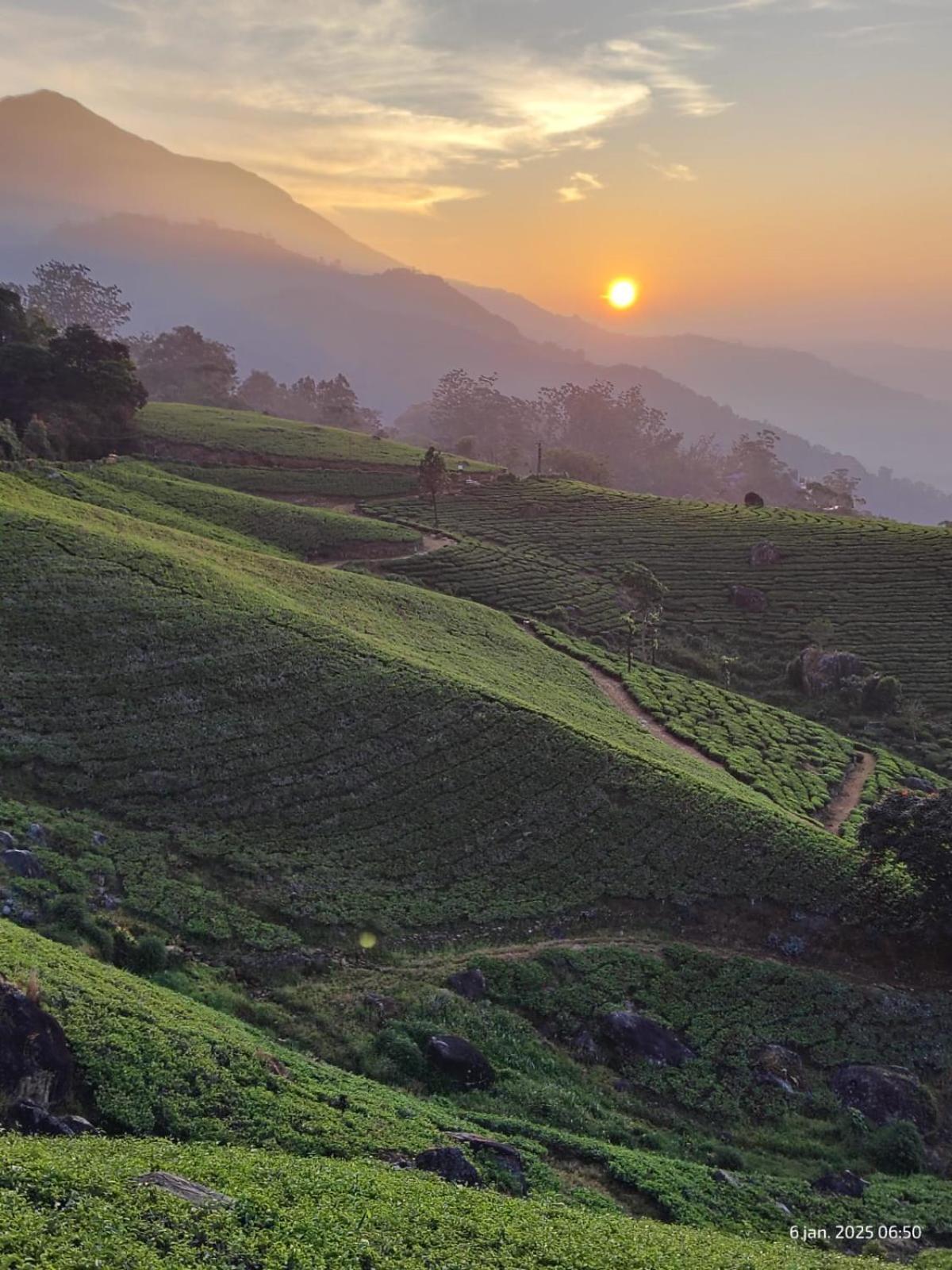 Jungle Jive Treehouse And Farm House Munnar Kültér fotó
